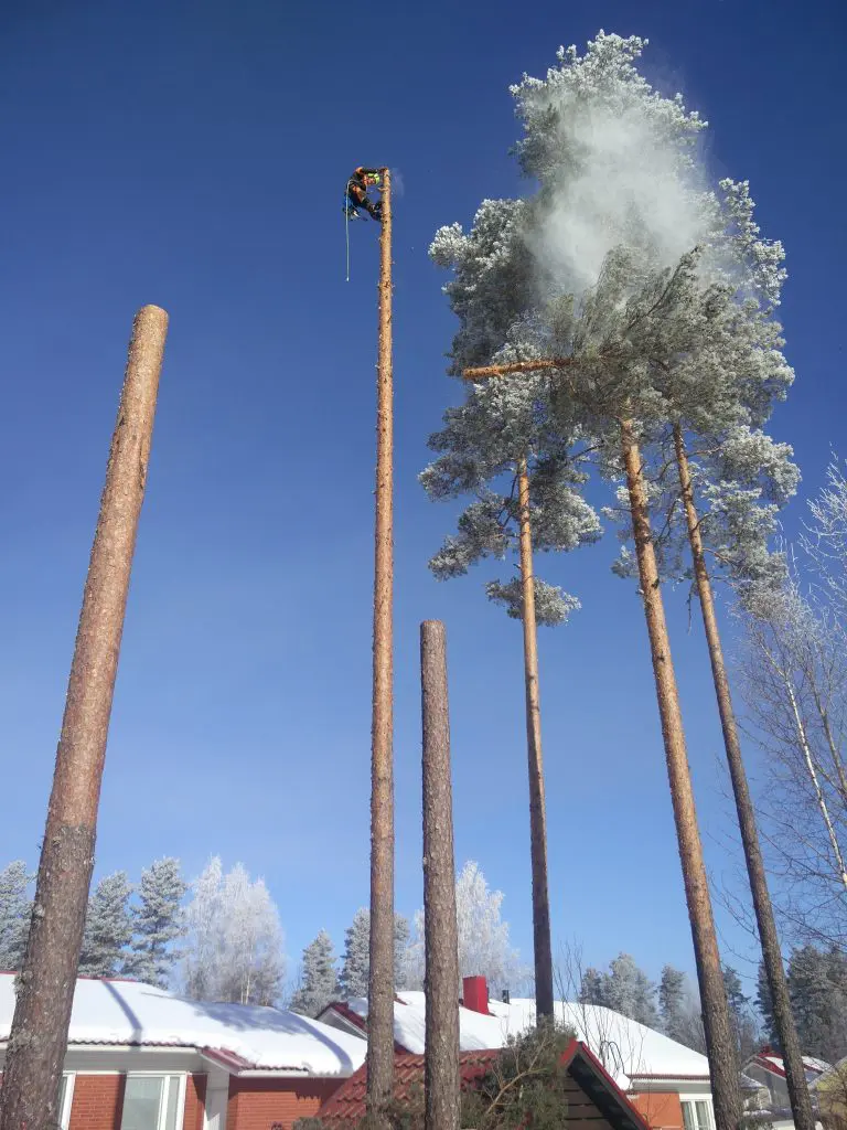 Pihapuun kaataminen onnistuneesti talvella