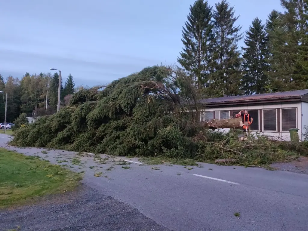 Seinäjoella piha kuusen kaataminen